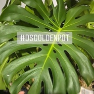 DSGoldenPot AA - Monstera Deliciosa