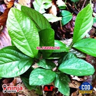 Bibit Tanaman Singa Depa Tanaman Herbal Daun Singa Depa