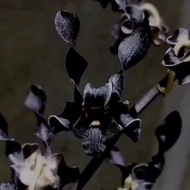 Code Anggrek Dendrobium Nirbaya ( Plengkung Gading )