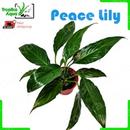Peace Lily (Spathiphyllum) 白掌 - live plant