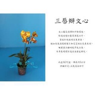 心栽花坊-三唇瓣文心蘭/蘭花/蝴蝶蘭/原生蘭/售價120特價100