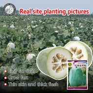 ปลูกง่าย (30เมล็ด/ซอง) เมล็ดพันธุ์ฟักหอม Pink Skin Winter Melon Seeds เมล็ดพันธุ์ฟักหอมหรือฟักป้อม (