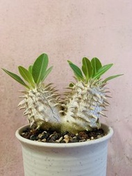 象牙玉（雙頭）Pachypodium_eburneum