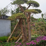pohon bonsai biyangan Bougenville/3meter