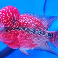 ikan louhan SRD short body lokal grade A ikan cichlid predator single