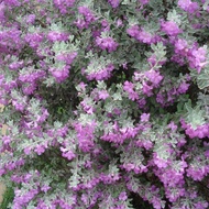 Pokok Texas sage ( bunga unggu )  Leucophyllum