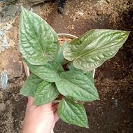 anthurium radicans tanaman anthurium sirih