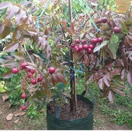 Anak Pokok Longan Delima Merah Red Ruby 红钻龙眼果苗