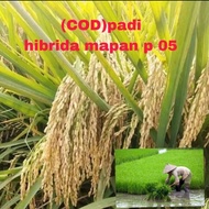 BENIH PADI MAPAN P. 05 HIBRIDA KUALITAS 1kg