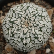 astrophytum asterias cv super kabuto v type kaktus sukulen