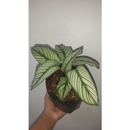 ﹍✕✎White Star Calathea live plant