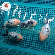 Ikan Koki Goldfish Ranchu Rancu Sapi Calico 9,5 Cm