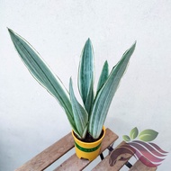 Sansevieria Sayuri by LS Group