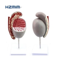 testicle anatomy model, human testis model