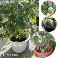 แตงโม เมล็ดพันธุ์ (Watermelon Seeds) Super Sweet Fruit Seeds Bonsai plants Vegetable Seeds ต้นผลไม้ บอนไซ ต้นพันธุ์ผลไม้ บอนไซ ต้นไม้ ต้นไม้ฟอกอากาศ เมล็ดพันธุ์ผัก พันธุ์ไม้ผล เมล็ดพันธุ์แท้ ปลูกผัก ผักสวนครัว บรรจุ 20 เมล็ด คุณภาพดี ราคาถูก ของแท้ 100%