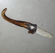 PIPA ROKO TANDUK KIJANG ASLI