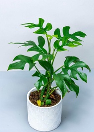 MONSTERA MINI TANAMAN HIAS MONSTERA MINI