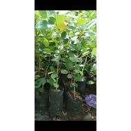 Tanaman ficus amplas taiwan import 30-50cm bibit bahan bonsai
