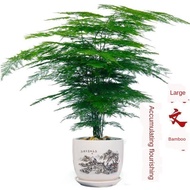 Green plants Home Decoration Artificial plant seed Roti Asparagus hidup dengan baik untuk menumbuhkan pohon kekayaan kal
