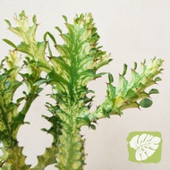Euphorbia Lactea Variegated Rare Succulent IOB