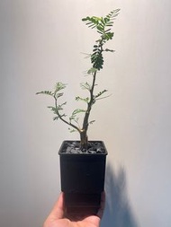 沙漠蘇木漆樹塊根象牙宮