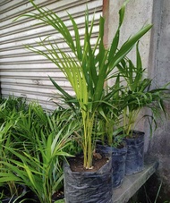 Palmera Plant with FREE plastic pot pebbles and garden soil (Rare Plant and Limited Stock)
