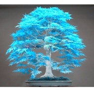 20pcs/ bag bonsai blue maple tree seeds Bonsai tree seeds. rare japanese sky blue maple seed. Balcon