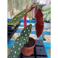 Begonia Maculata Pokok Keladi Viral
