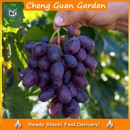 Anak Pokok Anggur Alvika Grape Import Dari Thailand Pokok Stabil Buah Hitam