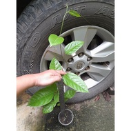 Panama Rose Gold Passion Fruit Tree (50cm～60cm) 巴拿马玫瑰香黄金百香果树苗