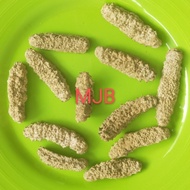 Teripang Kering Natural Teripang Emas Haisom tkk Gamat Duri Natural