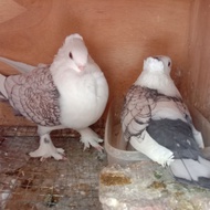 merpati hias santinet