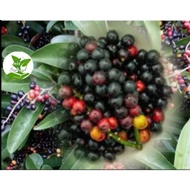 Bugnay/Bignay seeds/Wild cherry(10 PCs)