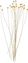 SEWACC 20pcs Reed Diffuser Sticks Wood Flower Diffuser Replacement Refill Rattan Reed Fragrance Diffuser Essential Oil Aroma Diffuser Sticks for Home Office Decor