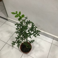 MAHA VILVAM VIRAL GOOD LUCK PLANT GOOD VIBES FROM INDIA -FENG SHUI & VASTU SHASTRA