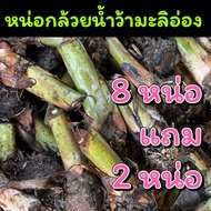 กล้วยน้ำว้ามะลิอ่อง อ.ท่ายาง จ.เพชรบุรี ตัดสดใหม่ ส่งของทุกวัน (8 หน่อแถม 2)