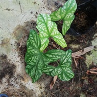 Cercestis mirabilis 4-5 leaves stable roots real live plant