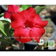 Adenium Red Udomsap 红财神富贵花 (5/10 Seeds/Benih/种子). Freshly imported from Thailand. Ready stock in Msia