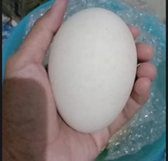 Telur Angsa Baru Panen 2 Biji - Telur Angsa Suang - Telur Super Fress 100%