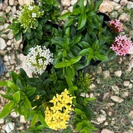 Bunga Jarum Pink/Kuning/Putih. Ixora Pink/Yellow/White. 粉红色/黄色/白色 龙船花. Landscape Plant.