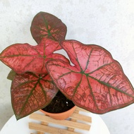 [S.G] Caladium red sun 红骄阳彩叶芋 keladi merah real plant Pokok Hidup hiasan