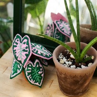 【DIY】俄羅斯刺繡材料包. 小後院彩葉芋. 繡線刺繡