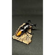 Hexarthrius parryi larvae L1-2  ｛West malaysia｝Stag Beetle