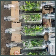 Best !!! Bibit Anggrek Bulan Botol / Anggrek Botolan Ready Kak