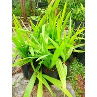 Anak Pokok Bawang Sarawak/ Dayak