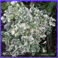 ◀ ▜ ◊ Variegated Papua plant
