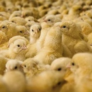 DOC AYAM PETELUR,PAKAN BOP,REPTILE