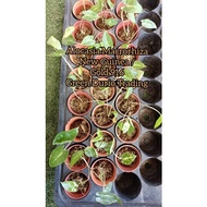 Keladi Gold 916 / Alocasia Macrorrhiza New Guinea live plant