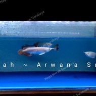 Arwana Super Red 15cm Spek Ajib Murah!! 
