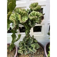Cactus Coral 🪸 Euphorbia Lactae BIG